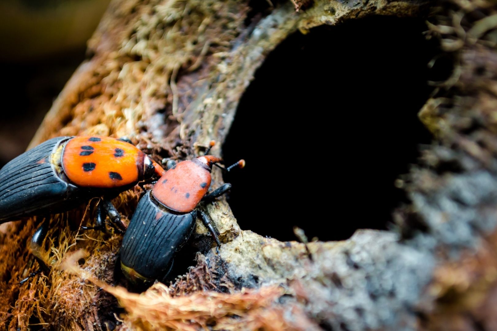 Dos escarabajos picudos entrando en su nido