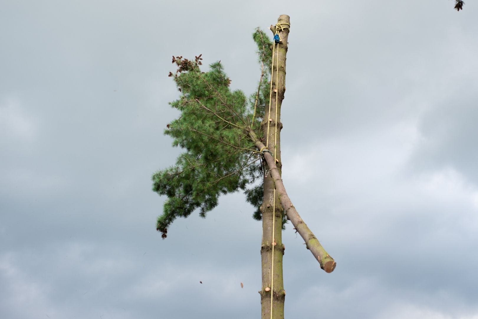 Resto de árbol alto siendo retirado de la copa con poleas