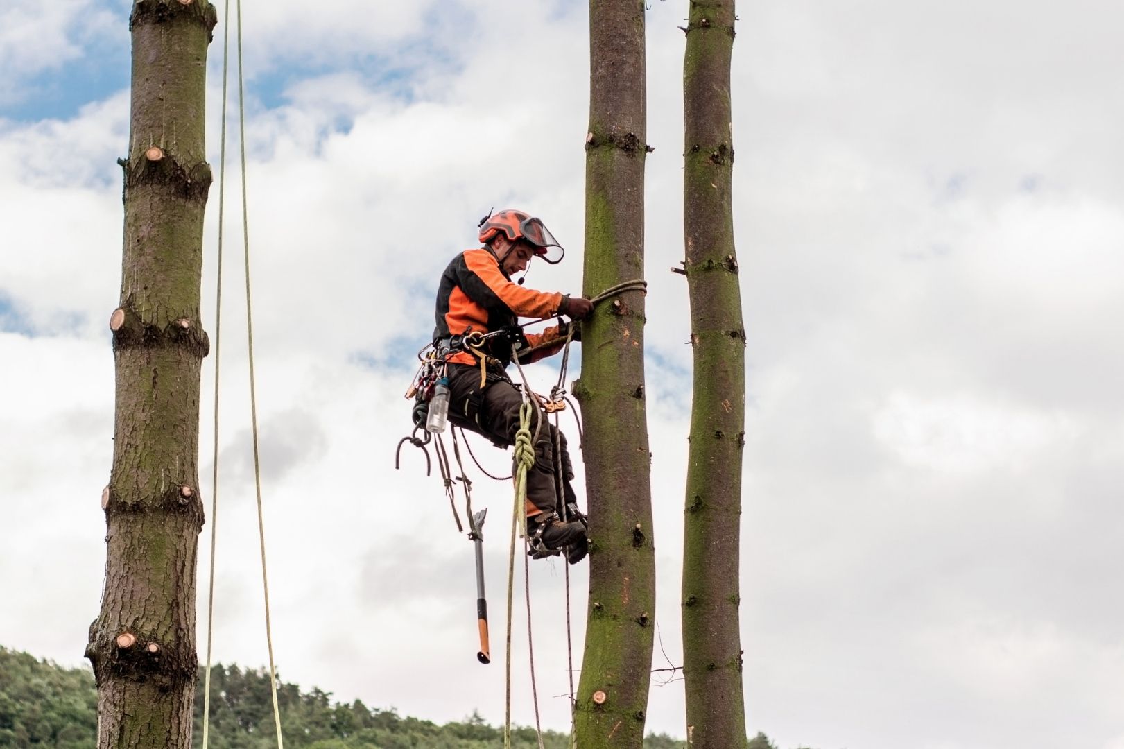 Operario escalando el tronco de un árbol