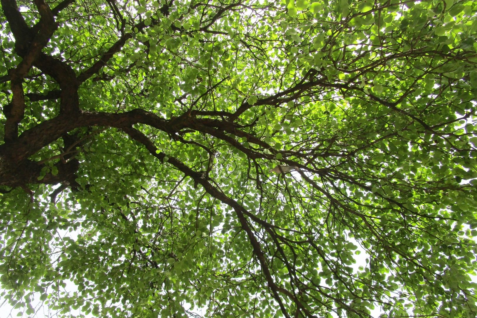 Ramas con hojas frondosas por las que se filtra la luz