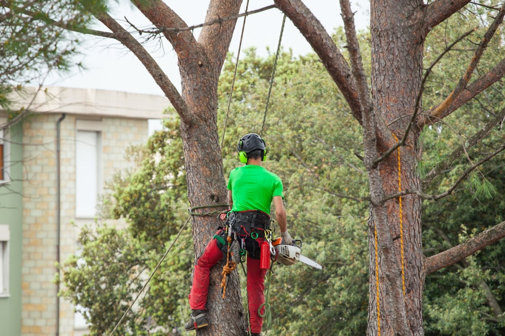 Ir a Poda en Altura Operario de poda subido a un árbol con arnés
