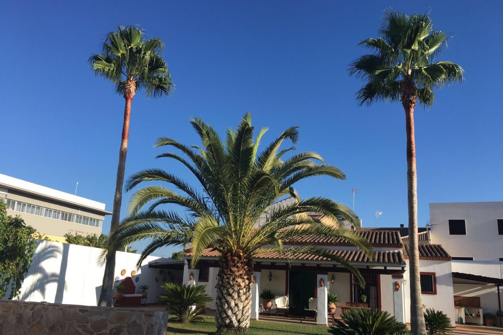 Ir a Poda y Limpieza de palmeras Tres palmeras en el patio de una casa de campo