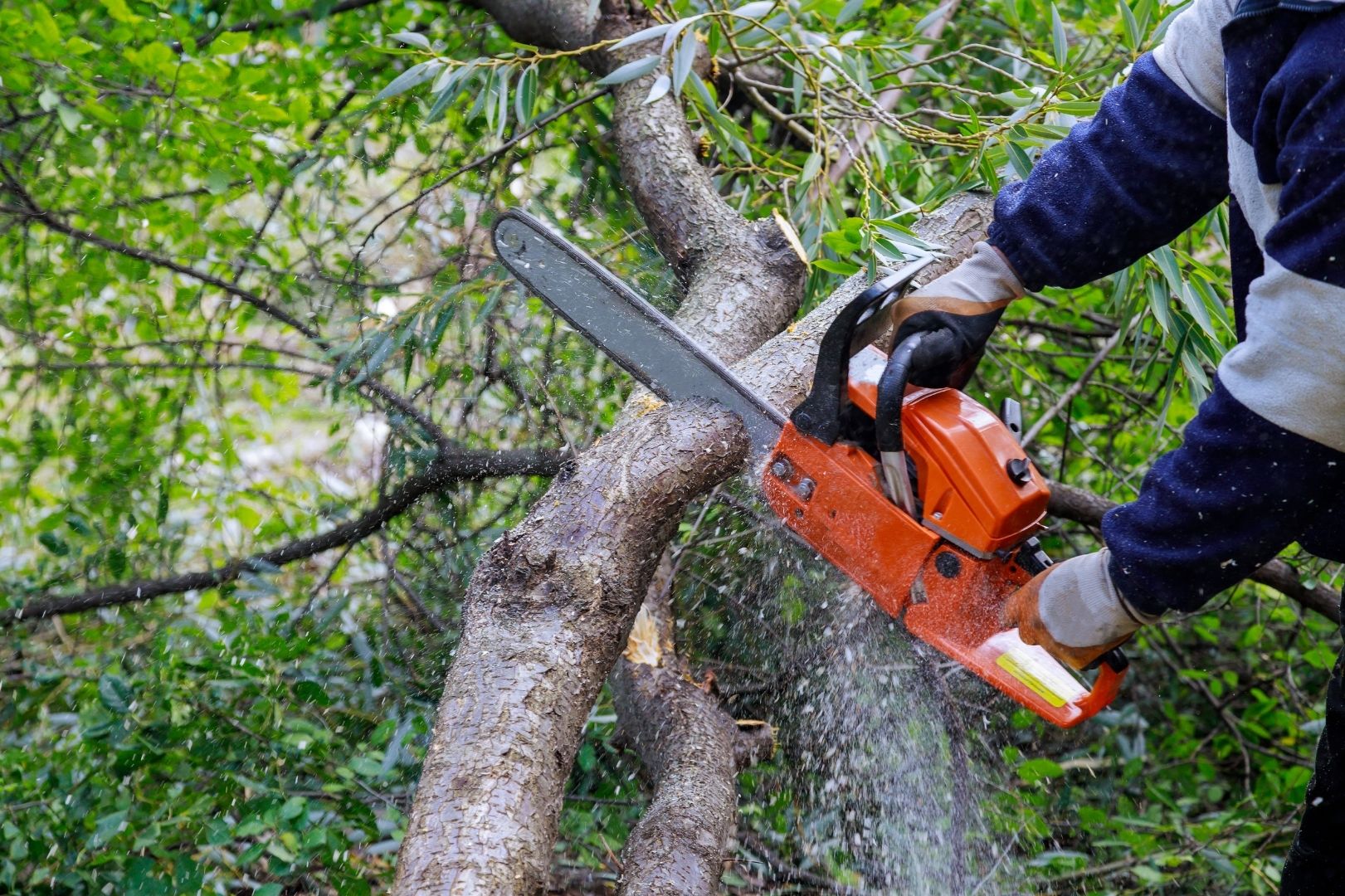 Poda de árbol con motosierra