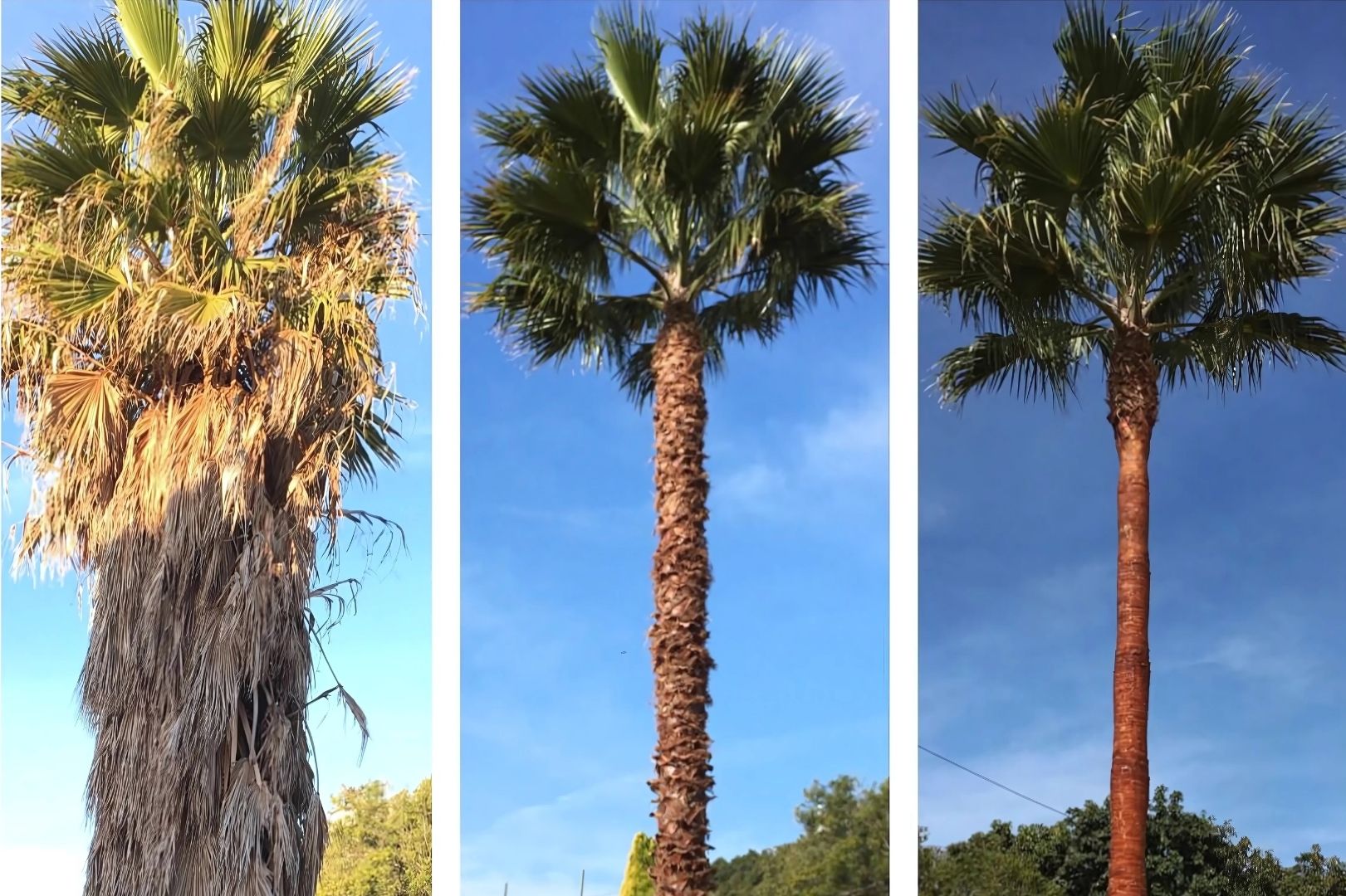 Fases del tronco de una palmera antes y después de una poda