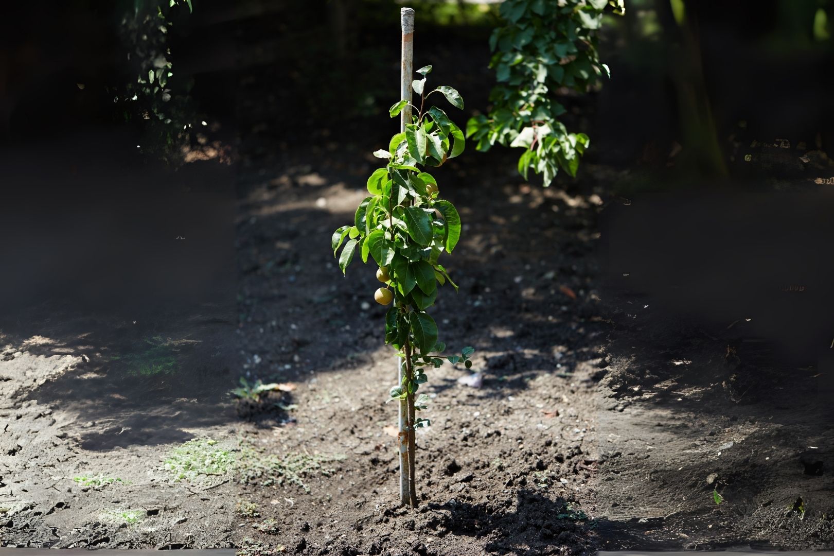 Árbol jóven agarrado a un palo