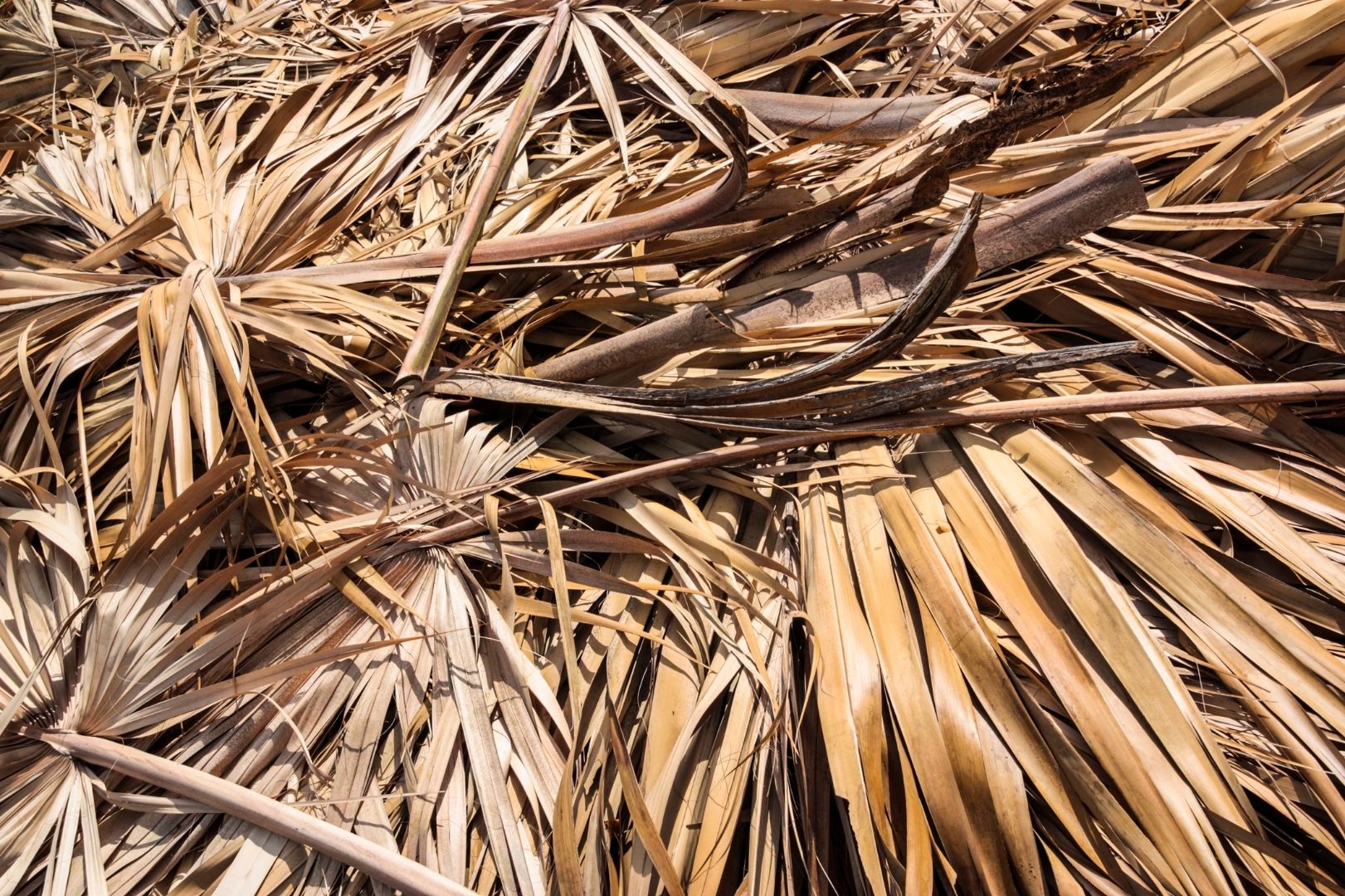Hojas de palmera secas