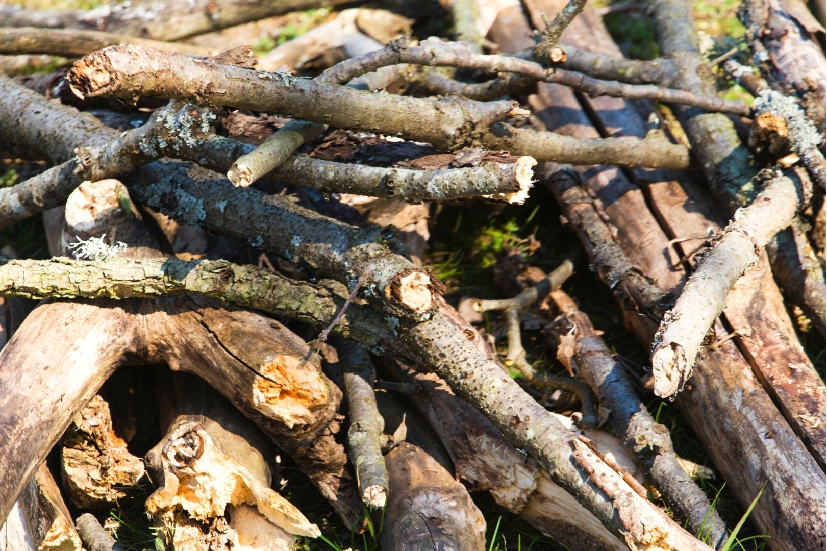 Restos de ramas de una poda