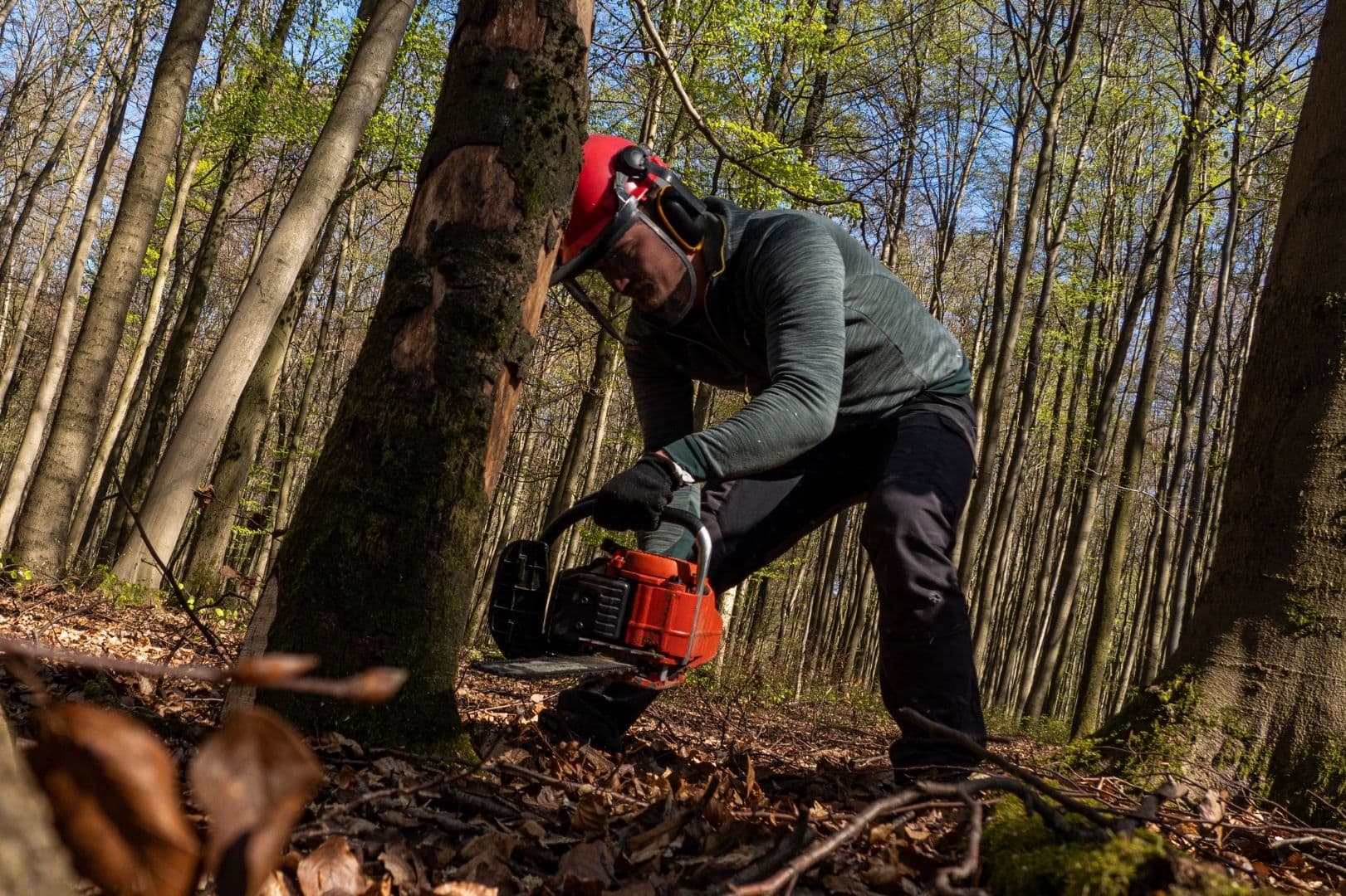 Ir a Tala de árboles Persona cortando la base del tronco de un árbol