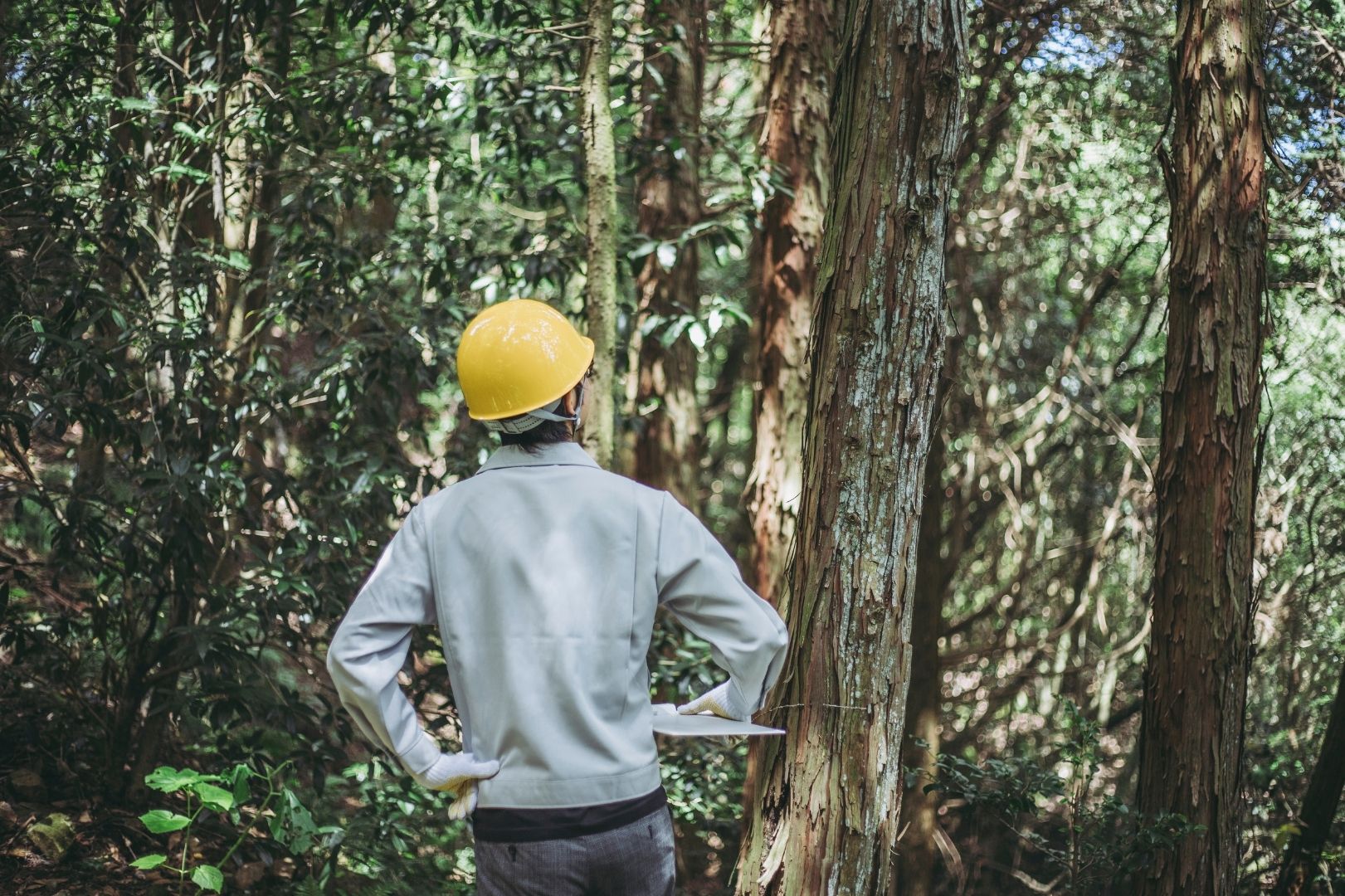 Persona con casco estudiando un árbol